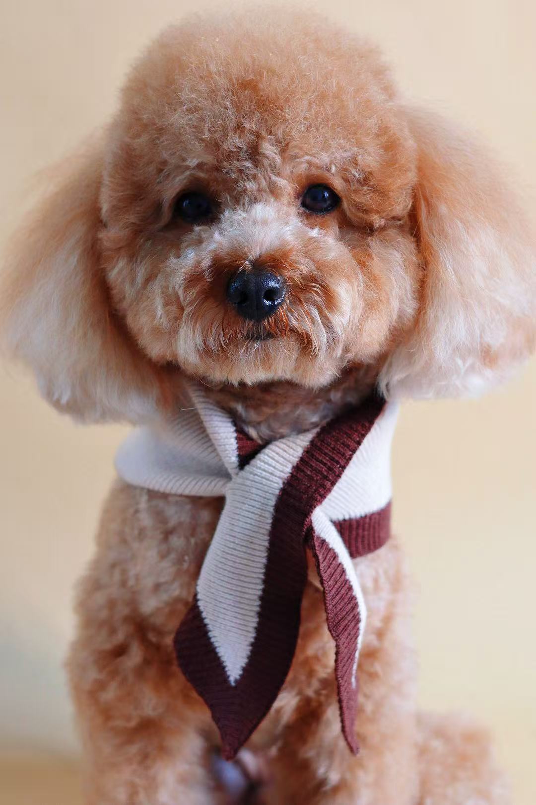Chalky Pet bandana